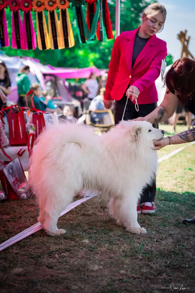 Samojed Klub SK — DSC00121