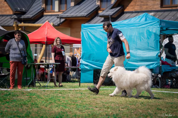 Samojed Klub SK — DSC00119