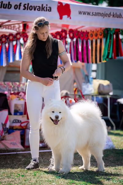 Samojed Klub SK — DSC00061