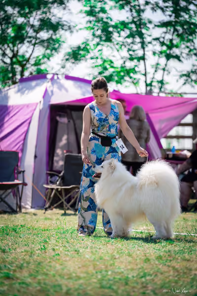 Samojed Klub SK — DSC00058