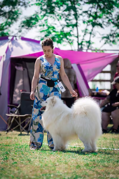 Samojed Klub SK — DSC00055