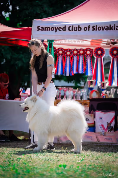 Samojed Klub SK — DSC00051