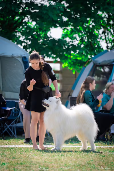Samojed Klub SK — DSC00045