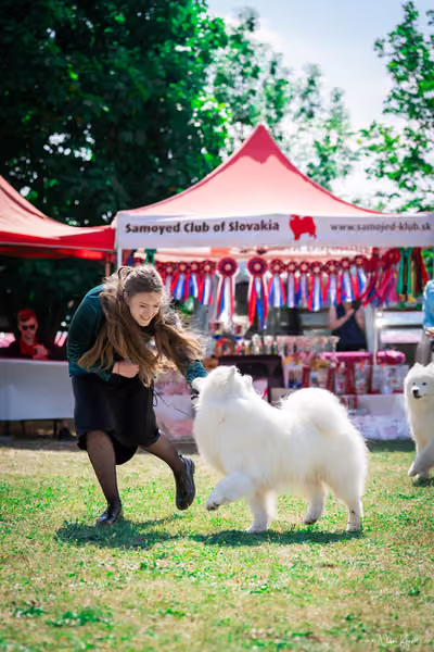 Samojed Klub SK — DSC00015